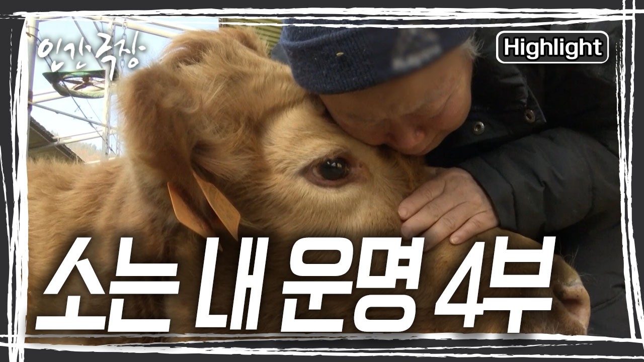 16년 동안 함께 한 삼순이를 도축장으로 보낼 순 없어 은경 씨와 뜻을 모은 영현 씨. 작별 인사를 나누고 운명의 시간을 맞이한다. [인간극장] KBS 250305 방송