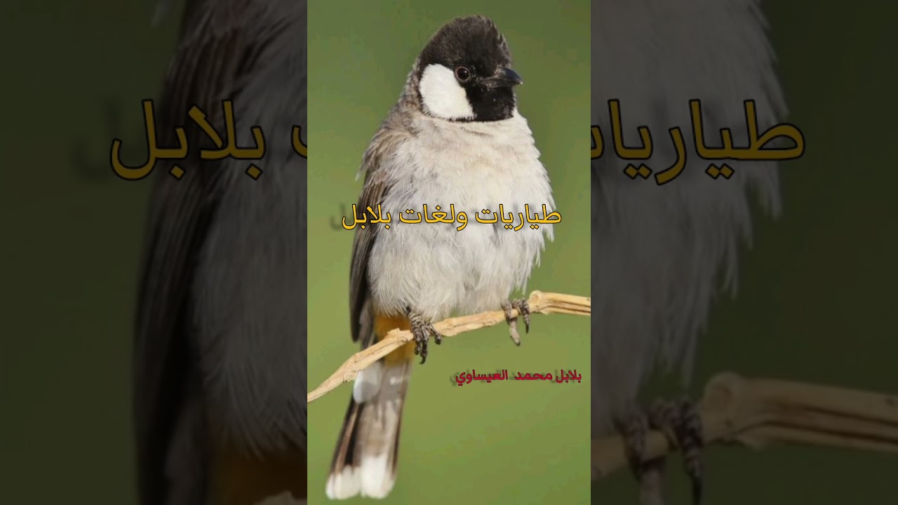 طياريات وندهات تحجي اصعب خام شغل وشوف  بلابل محمد العيساوي لا تنسى تضغط  الاشتراك