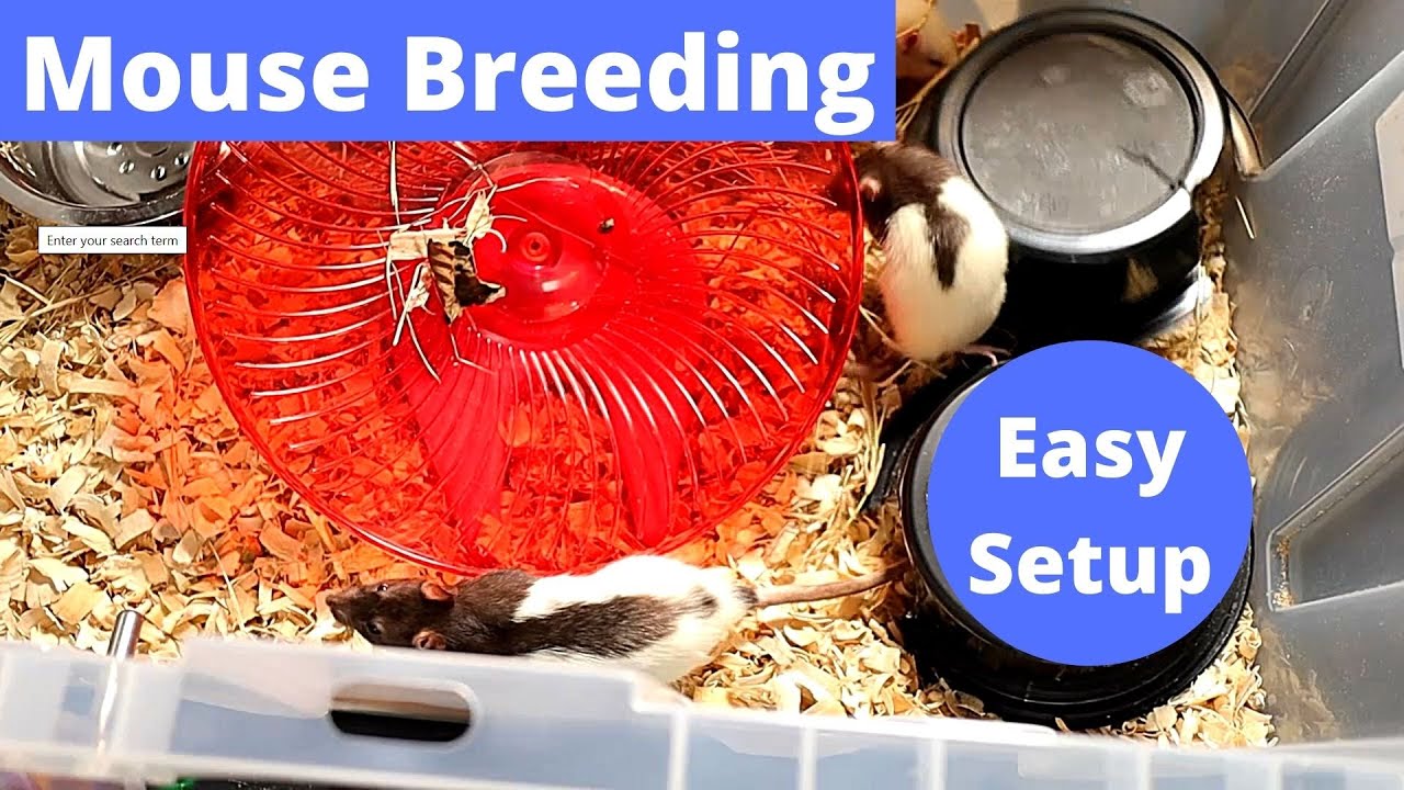 How To Mouse/Rat Breeding Setup Basics