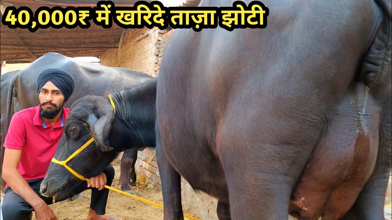 👍(40,000₹) में ताज़ा बियाई झोटी खरिदे।। 4 भैंस बिकाऊ दूध 10 से 17 लीटर Low Cost Buffalo For Sale