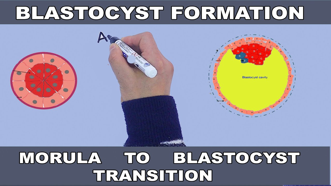 Blastocyst Formation | Morula to Blastocyst Transition