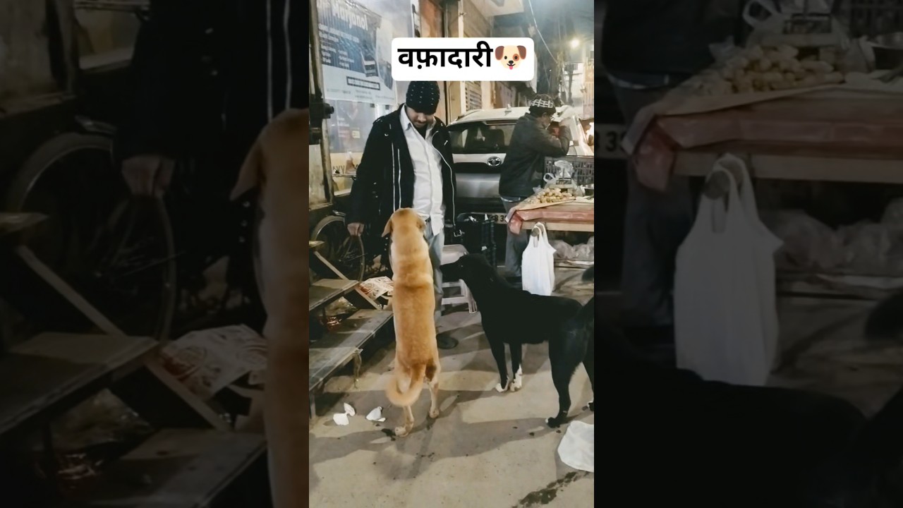 Bhookh Me Bhi Wafadari | Salute To Street dogs 🐕 
