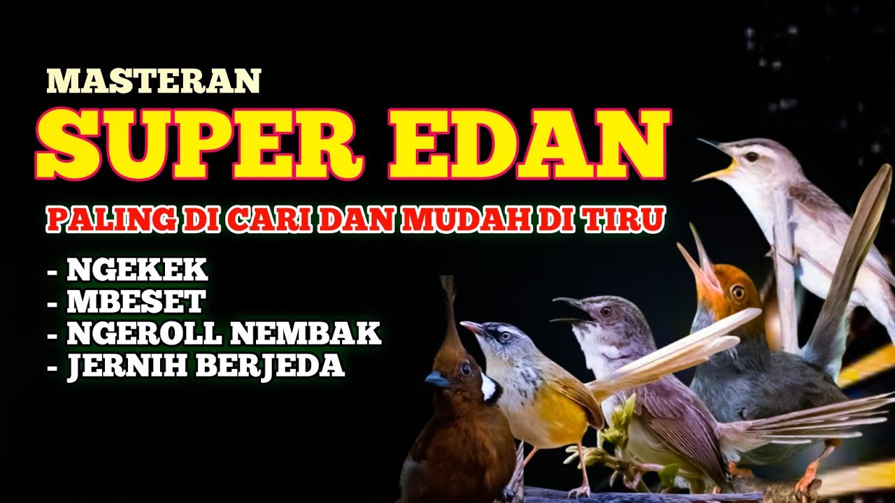 Masteran Burung SUPER EDAN 🔥 Ngekek, Mbeset, Ngeroll Nembak – Paling Dicari & Gampang Ditiru!