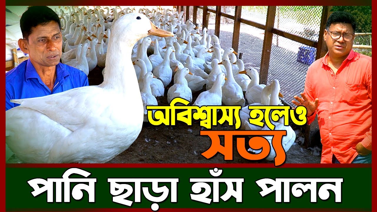 পানি ছাড়া ছাদে ও মুরগীর খামারে হাঁস পালন। আবদ্ধ পদ্ধতিতে হাঁস পালন