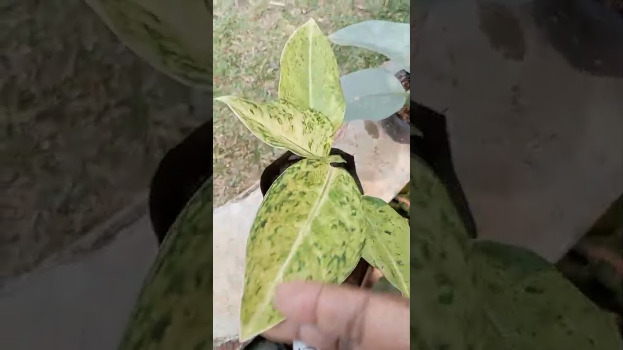 අරුත්මි පැල තවානේ video එකක් ❤️076 2807426❤️ # gardening flowers # plant ###