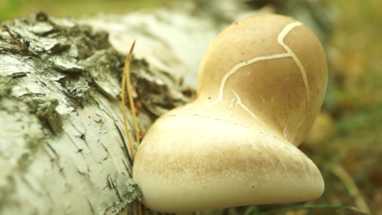 Берёзовый трутовик (Piptoporus betulinus). Ukraine.