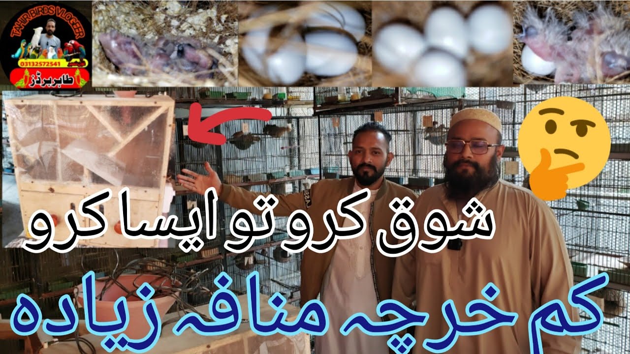 Finch setup!! Birds ko piyar karo Saad Bhai ki tarha.3- jan -1- 2024.-