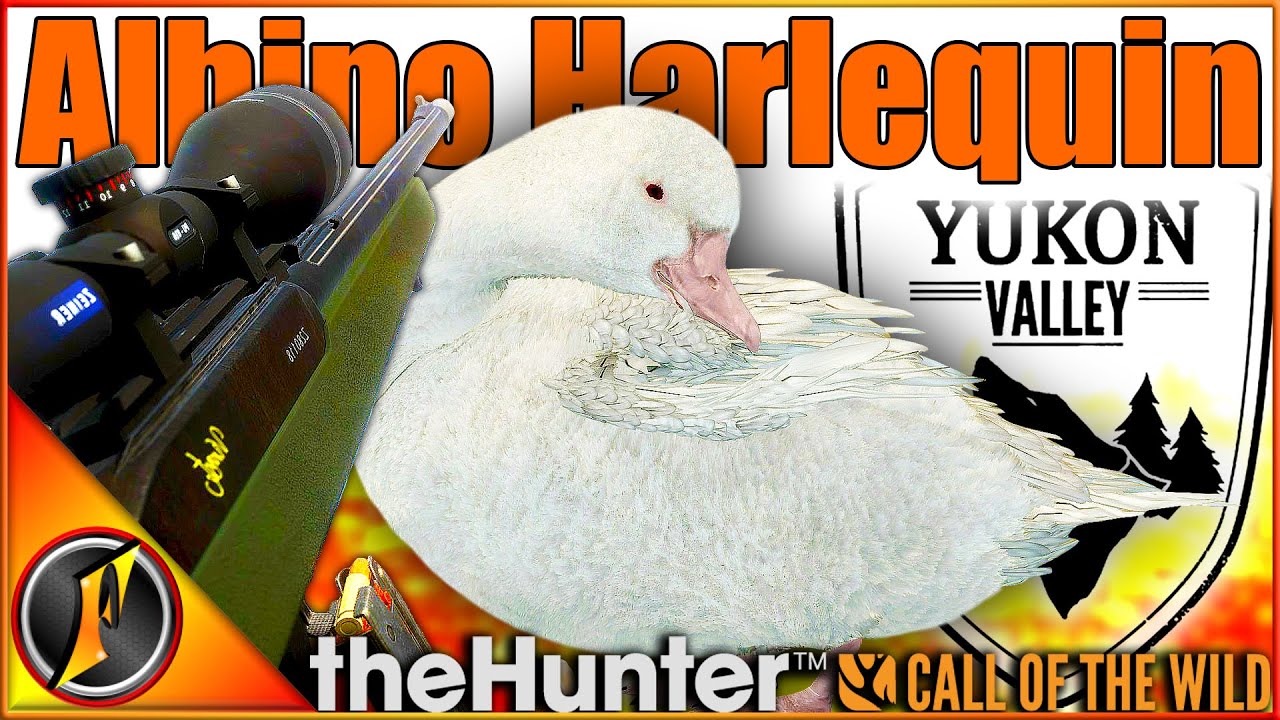 The Rare Bird Luck Continues! | Albino Harlequin Duck on Yukon Valley!