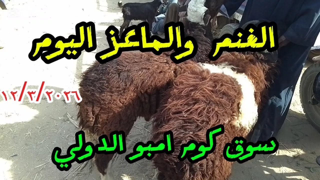 اجمل الاسعارللغنم والماعز داخل سوق كوم امبو ١٢/٣
