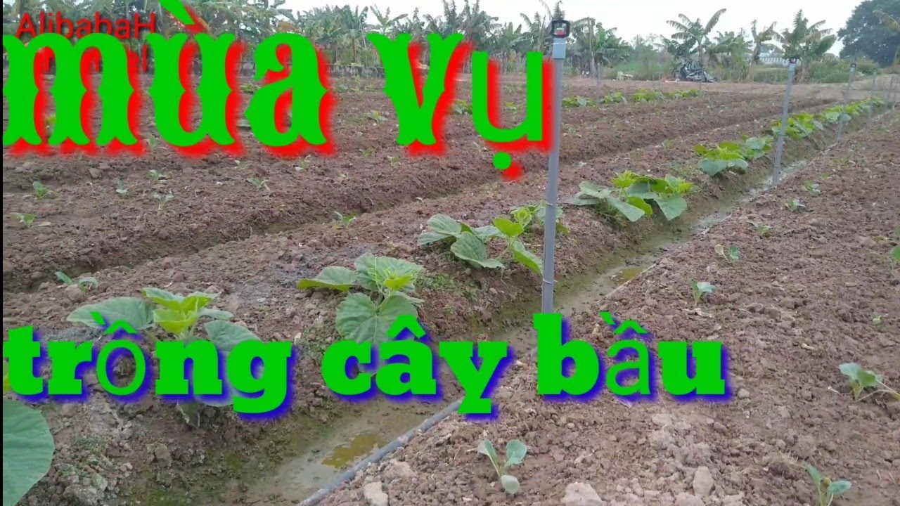 Trồng bầu tháng mấy, thời vụ trồng bầu, trồng và chăm sóc cây bầu | AlibabaHchannel