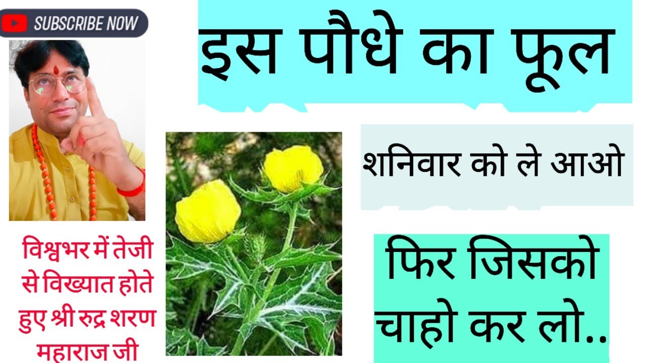इस फूल से बड़े से बड़ो के छक्के छुड़ा देंगे// ऐसा चमत्कार होगा// आप हैरान हो जाएंगे//#all2023#बाबा#