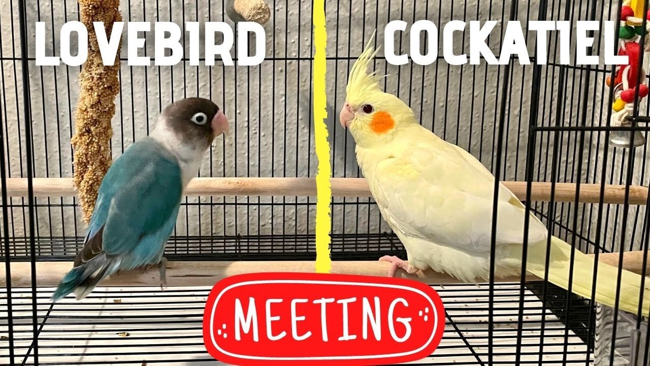 Lovebird and Cockatiel in the Same Cage (First Time)