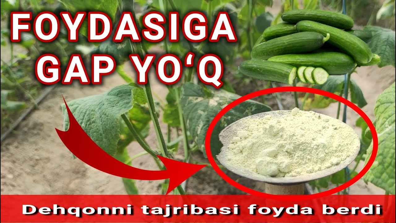 Qoratepa shaharchasidan Issiqxona malumotlari va Bodring ekish, yetishtirish sirlari sizlar uchun.