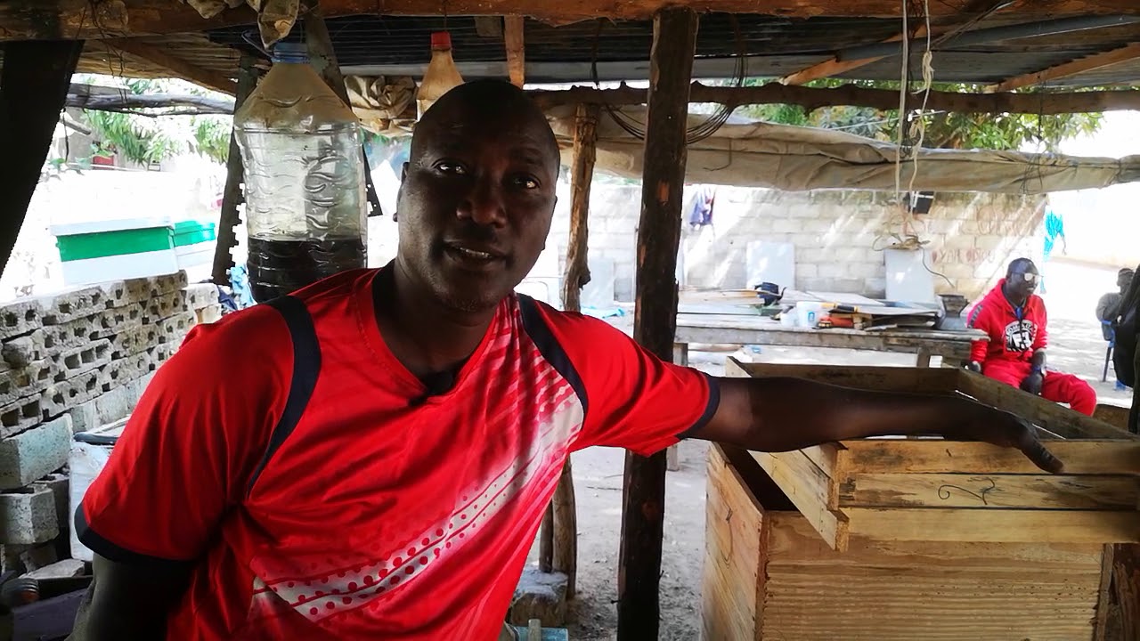 Demba NDIAYE, les SECRETS d'un apiculteur Sénégalais