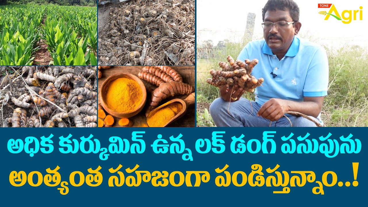 Pasupu, Turmeric Farming in Telugu | లక్‌డంగ్ పసుపును అత్యంత సహజంగా పండిస్తున్నాం..!Tone Agri