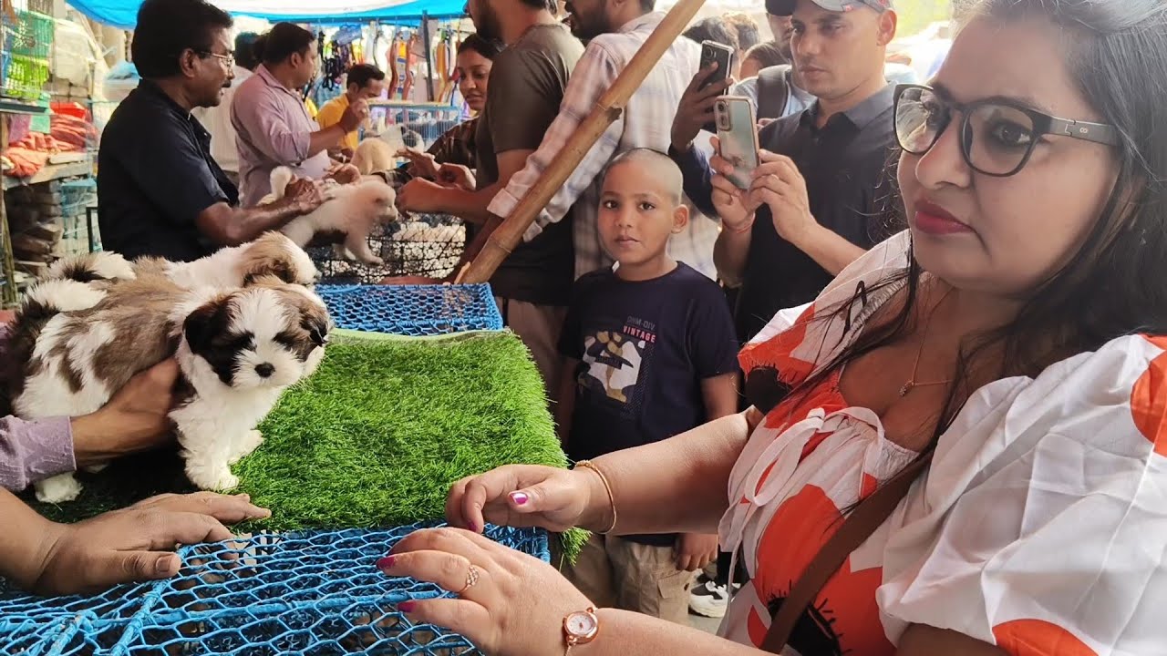 Gallif Street Market Dog Puppy Price Update| kolkata Gallif Street| Cheapest price| 9th March 2026