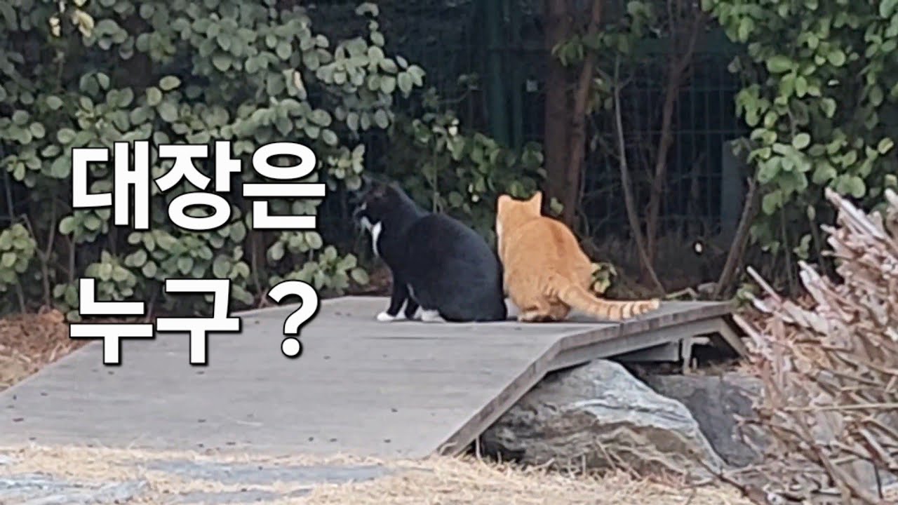 양지 자리의 서열 대결, 진짜 강자는 얼룩이었다