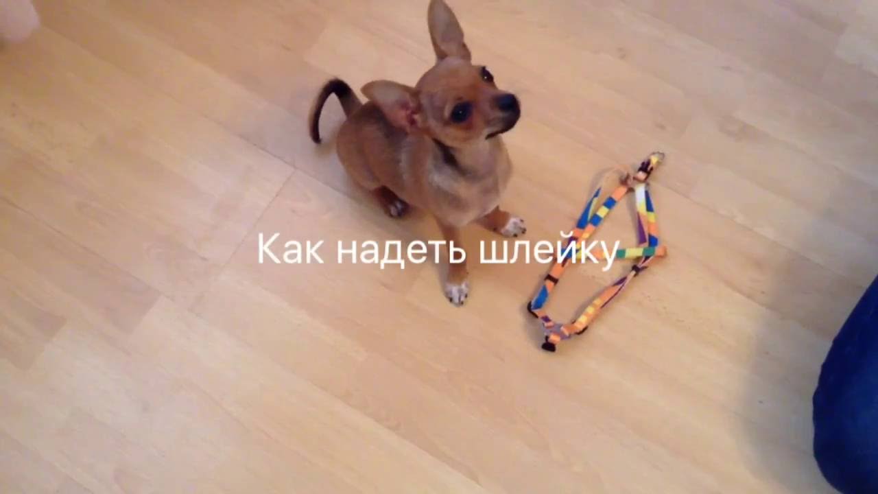 КАК ПРАВИЛЬНО НАДЕТЬ ШЛЕЙКУ/ ОДЕВАЕМ ШЛЕЙКУ