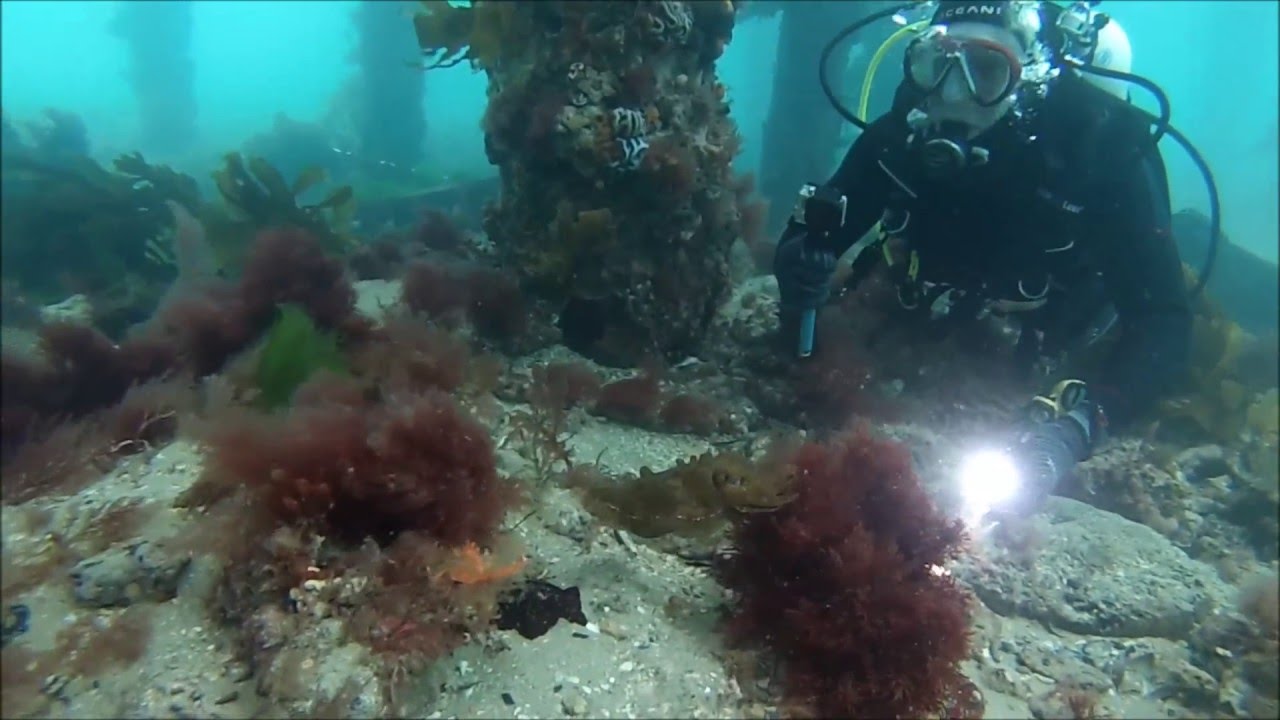 SCUBA DIVING PORTSEA PIER 18 10 2014