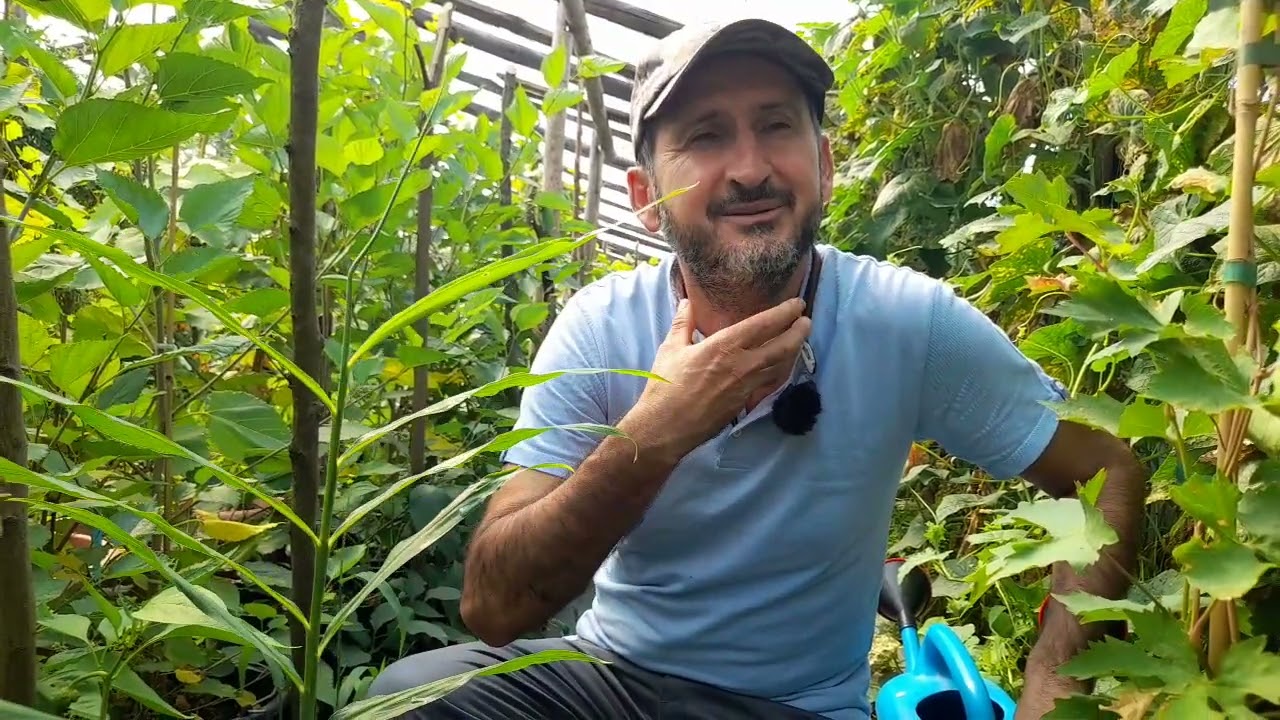 Ghimbir plantat in solar