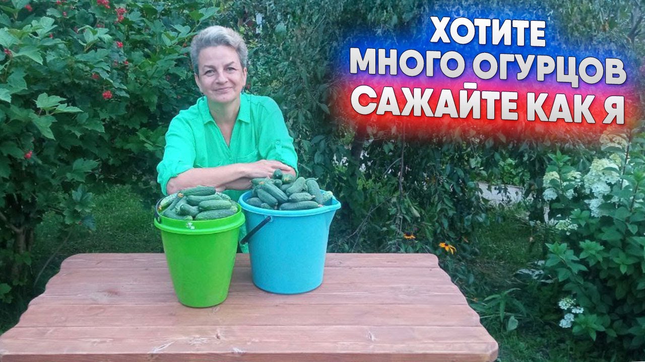 Хотите много огурцов, сажайте как я