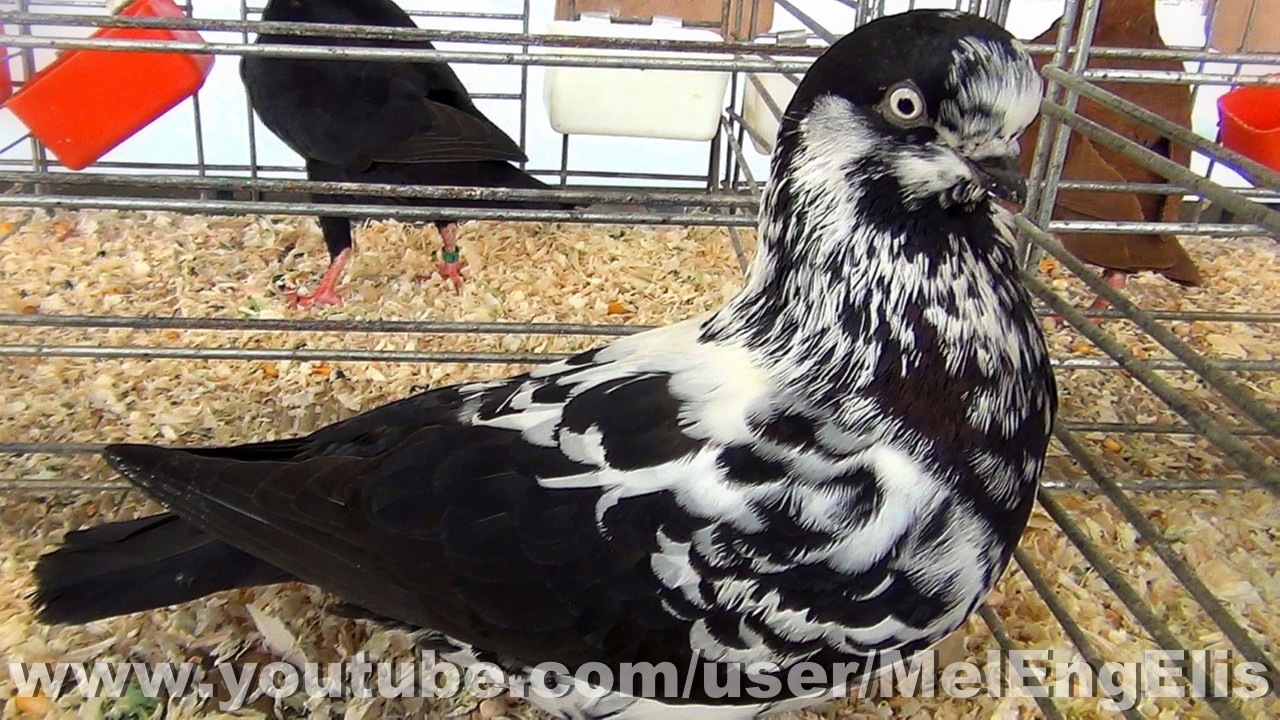 Pigeon Show Tippler Allemand tigré noir - Exposition Avicole de Pecquencourt 2026