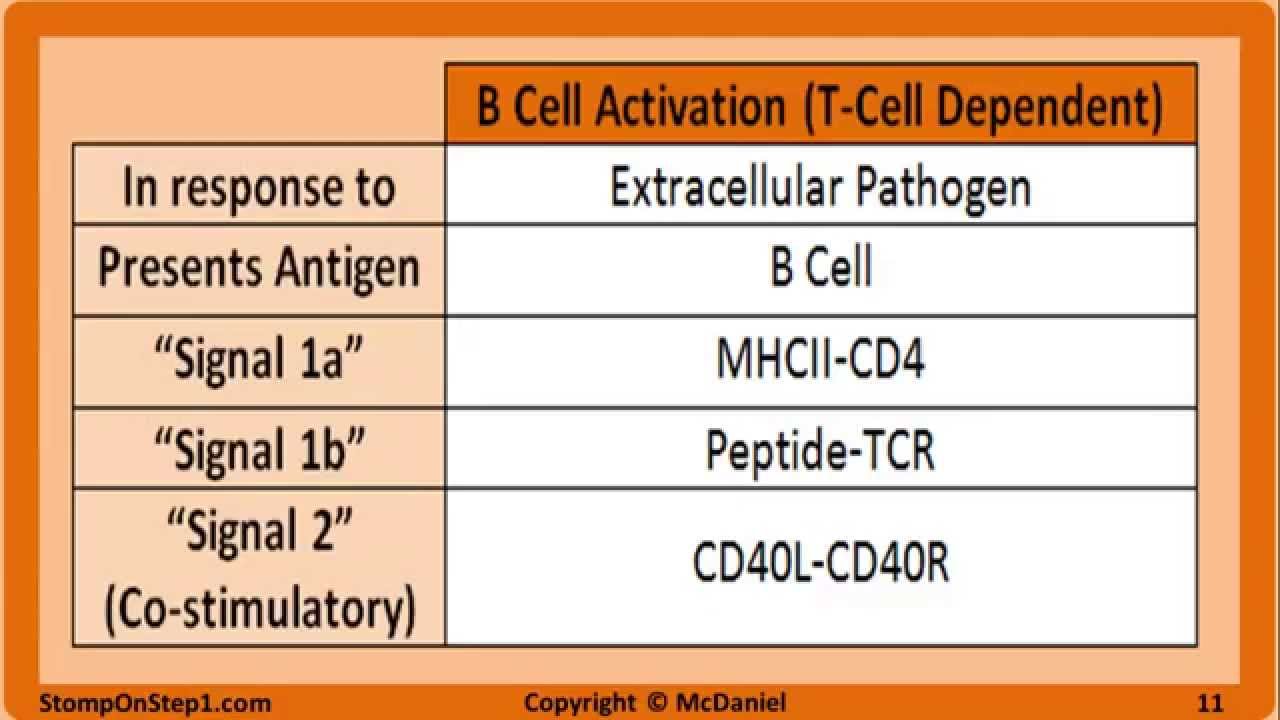 B & T Cell Activation & Development, Cytokines, MHC 1 CD40 TNF B7 IL 2 LTB4 CD4 CD8