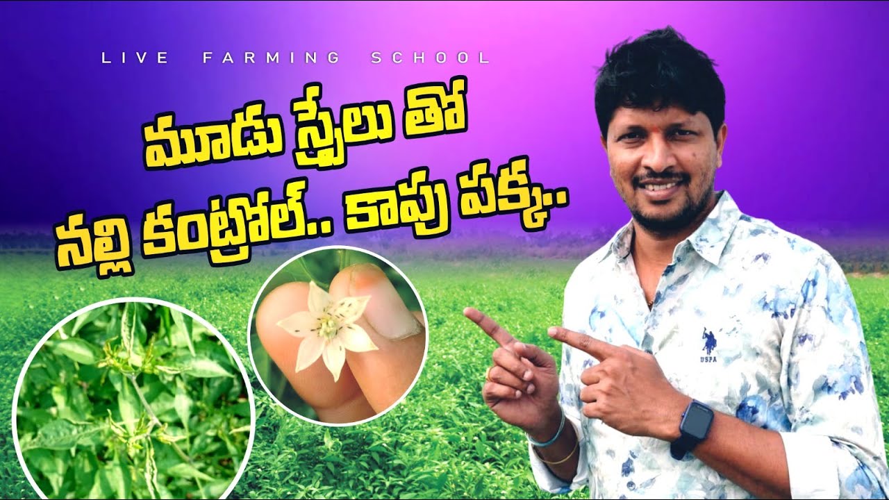 #మిరప లో #నల్లి #త్రిప్స్ కంట్రొల్ చేసీ కాపు సెట్ చెయ్యాలి అంటె బెస్ట్ మూడు #స్ప్రేలు #kamallfs
