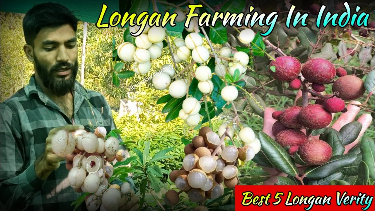 Best 5 Longan Verity / Exotic Fruit Plant / Langon Plant / Longan Fruit.