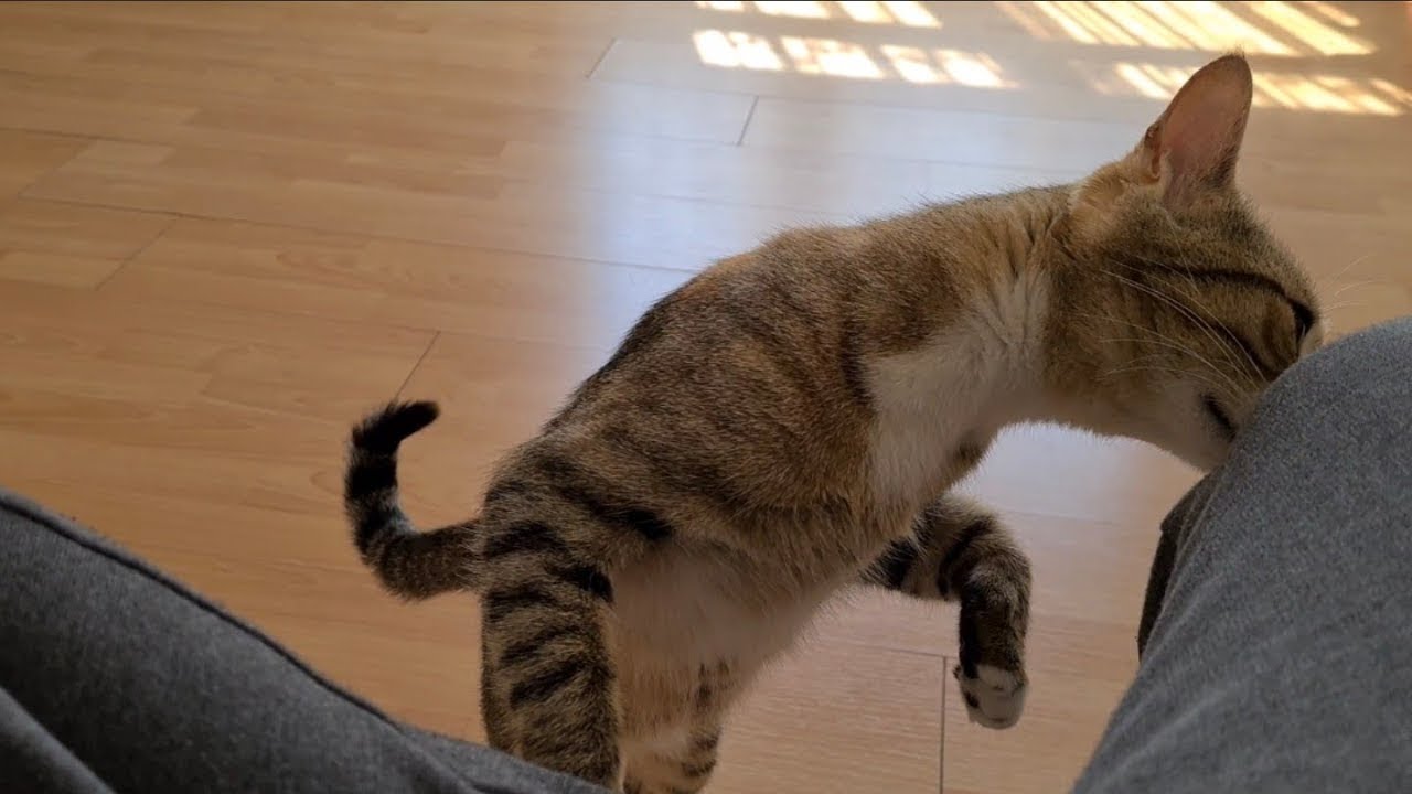 Cat Masi checking to see if I betrayed her with other cats