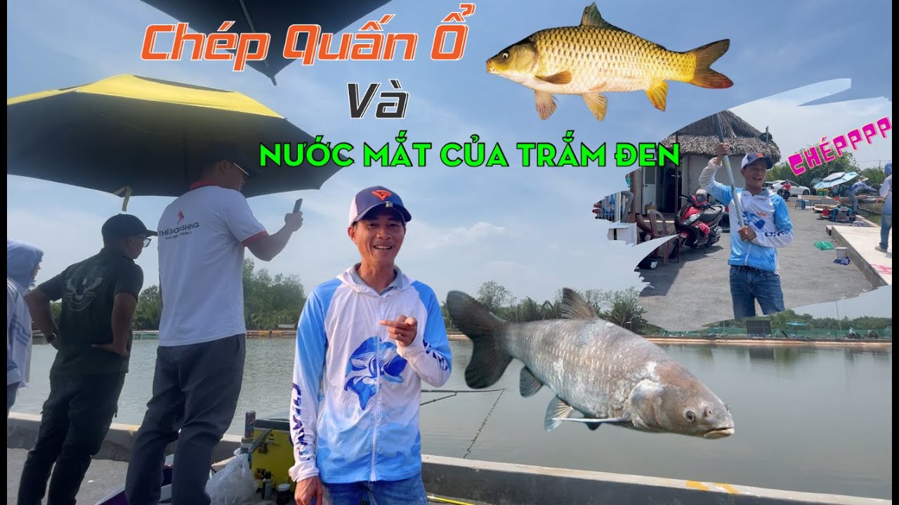 HỤT TRẮM ĐEN NHƯNG LẠI HỐT Ổ CHÉP CÙNG PRO-STAFF VIỆT MAI | VIETNAM FISHING TV