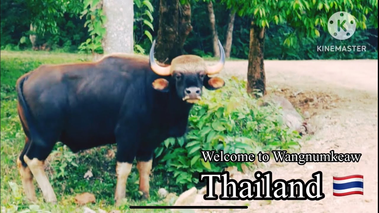 Welcome to Thailand | ยินดีต้อนรับสู่วังน้ำเขียว ประเทศไทย