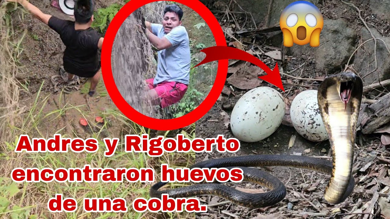 🚨Andres y Rigoberto se tiraron😱 al barranco al ver el enorme serpiente😱🐍 