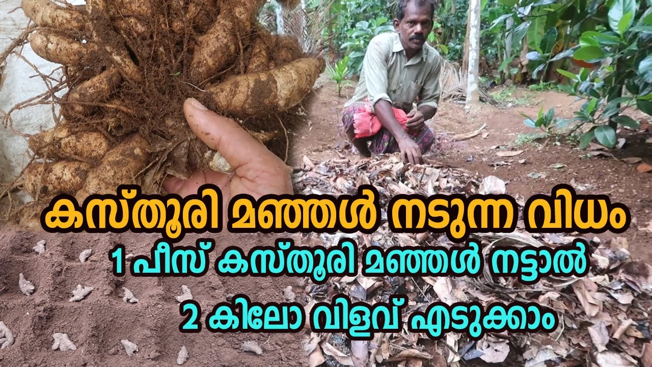 1 കഷണം കസ്തൂരി മഞ്ഞൾ നട്ടാൽ 2 കിലോ വിളവ് എടുക്കാം White kasthuri Manjal Farming