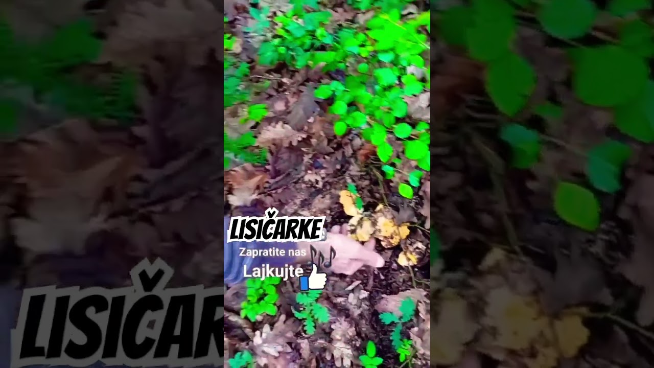 LISIČARKE/