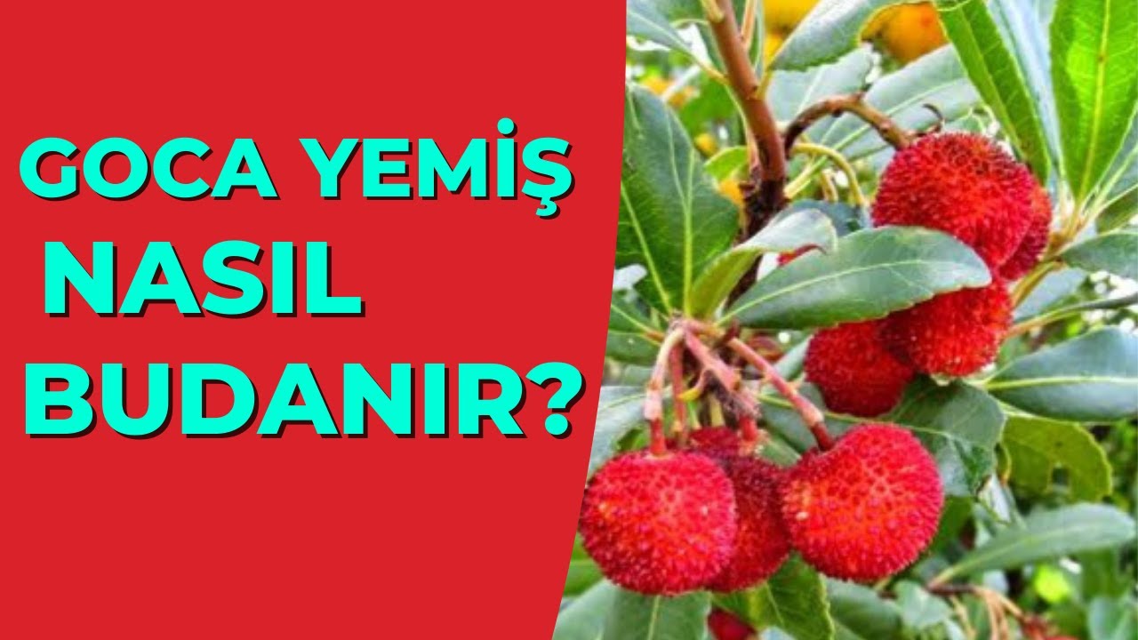 Goca Yemiş (Çıtlak) Nasıl Budanır ?