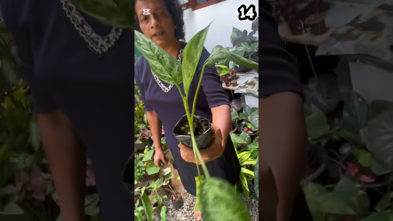 විසිතුරු මල් පැල අඩුම මිලට (Sale 09)