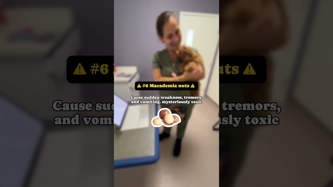 Keep your dog away from these! #toxic  #cavapoopuppy #puppylife #dogeducation #puppyhood