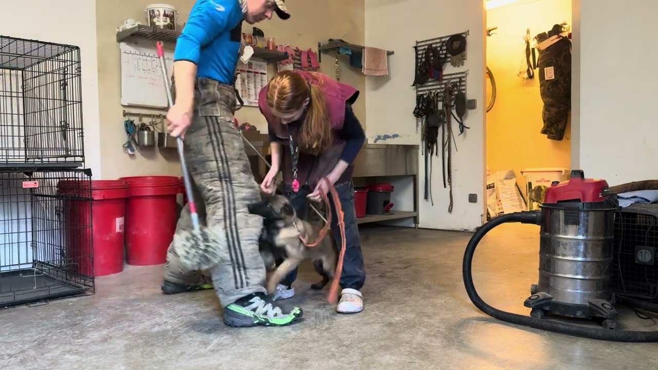 AMAROK chiot malinois 3 mois débourrage mordant pour opérationnel 