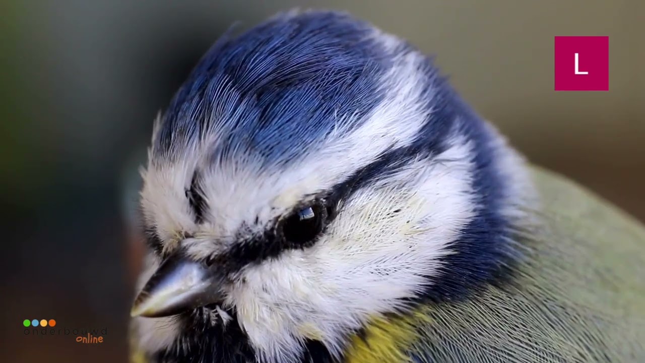Vogels in de winter