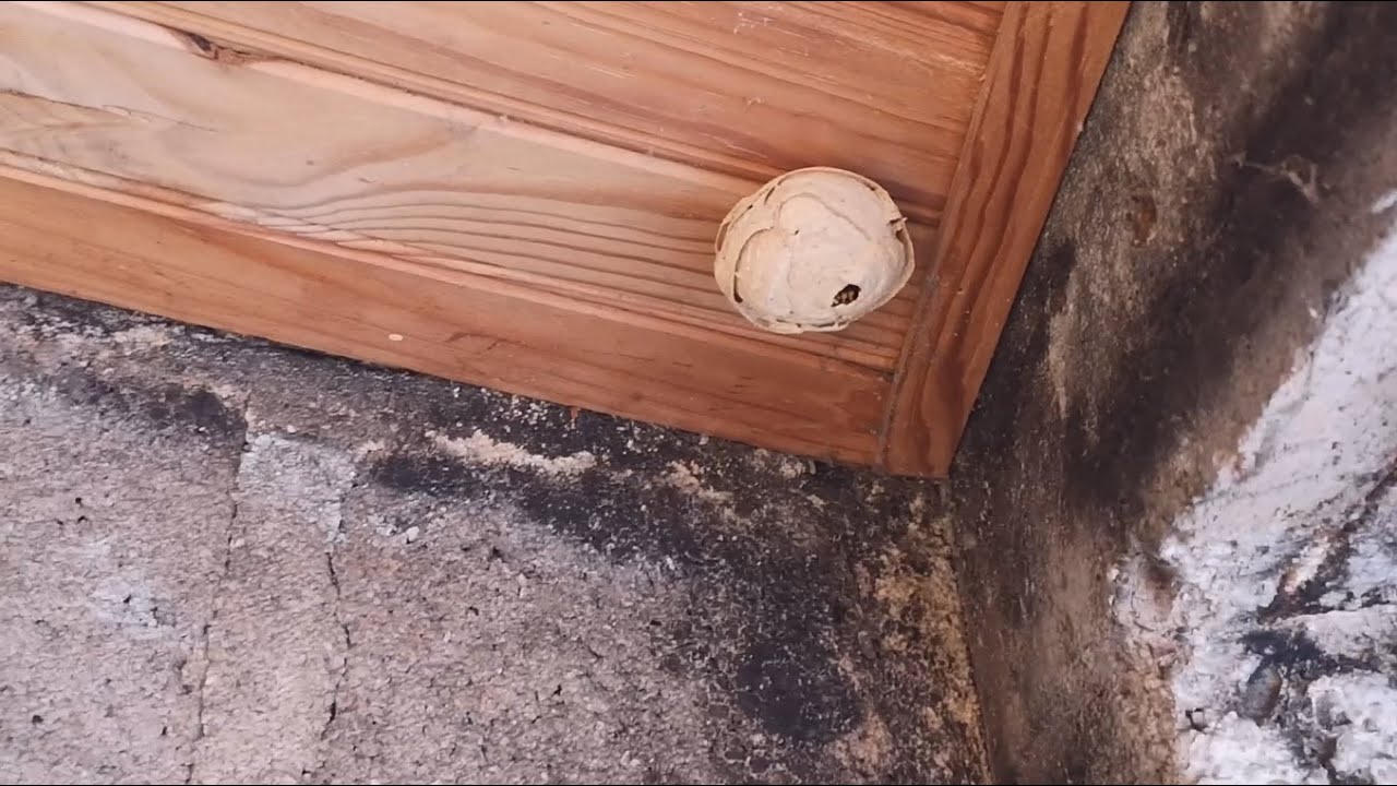 Nid de gu&ecirc;pe sans aucun pesticide, est ce possible?