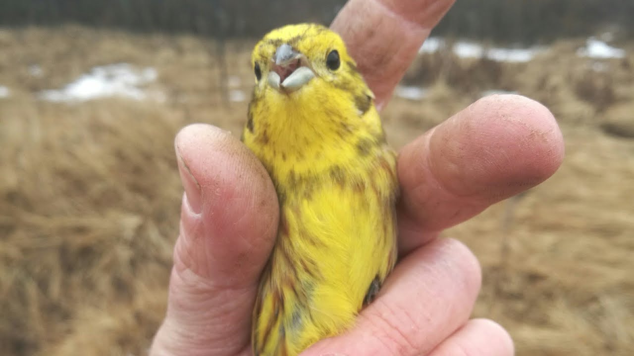 Ловля певчих птиц. весенний реплов, яркий овсян, и чиж-кочегар 😁 11.03.2020