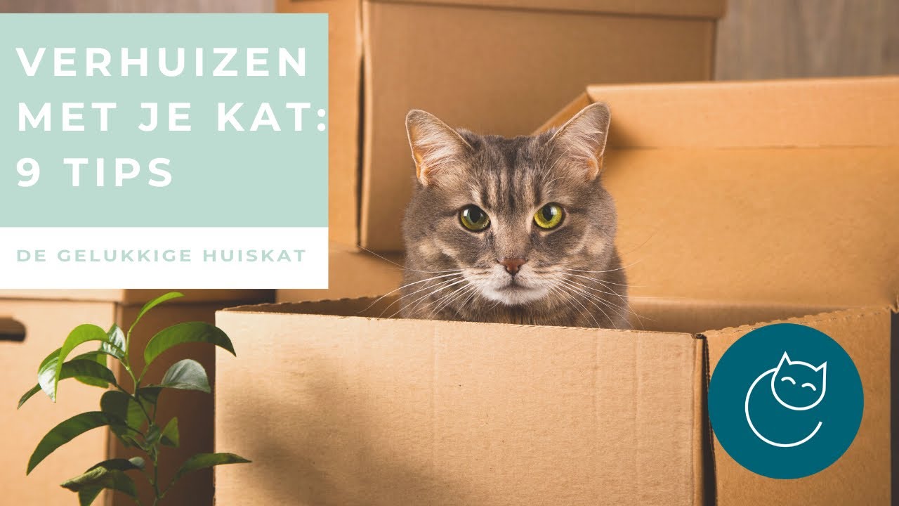 9 TIPS VOOR ALS JE GAAT VERHUIZEN MET JE KAT - De gelukkige huiskat - Kattengedrag