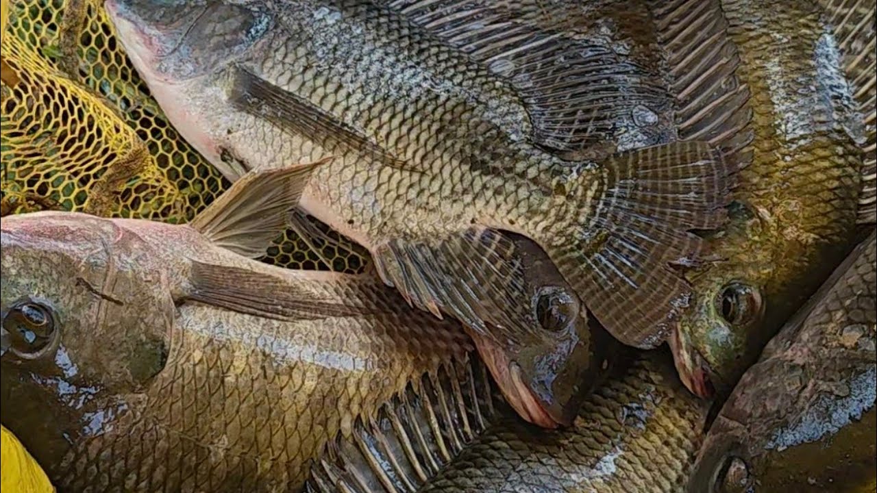 Quấn ổ cá Rô Phi giật quá phê 
