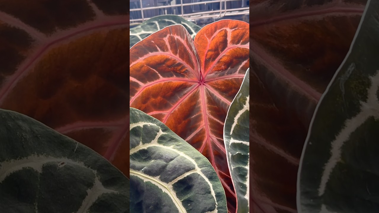 Doc Block&rsquo;s Anthurium Red Crystallinum | A Prized Hybrid Parent Plant