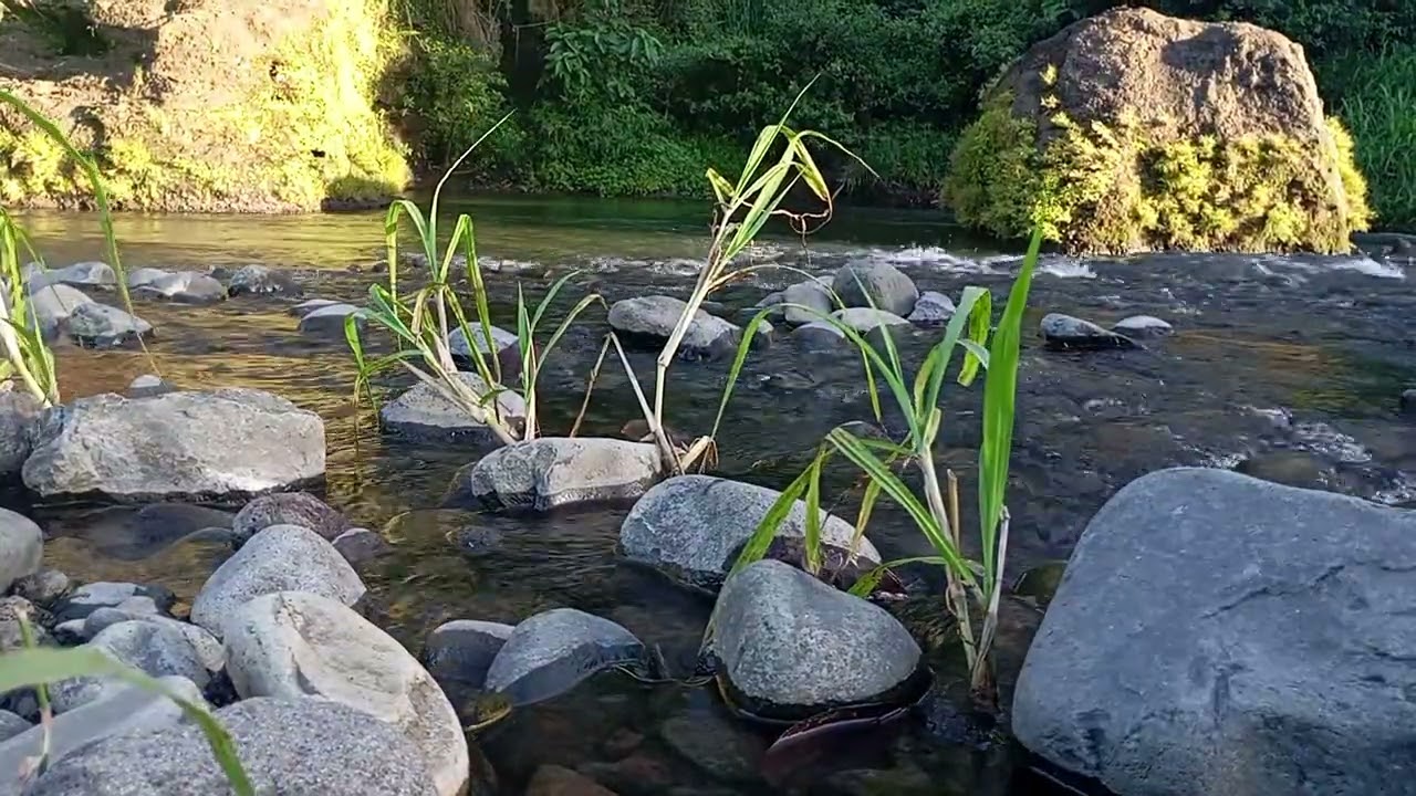 Soft River Murmurs | Midnight Calm for Mind & Body