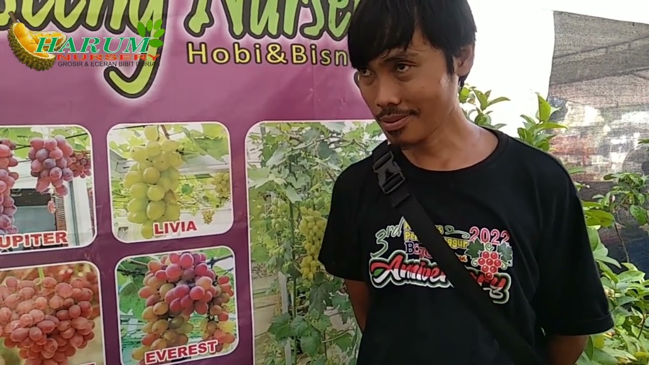 BIBIT ANGGUR IMPORT MURAH BERKUALITAS