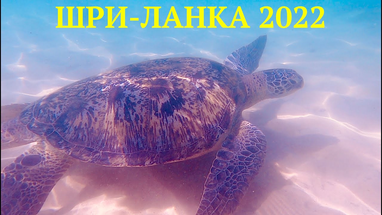 Шри Ланка 2022 Здравствуй! | Билеты на самолет, аренда авто и жилья | Что будет дальше?