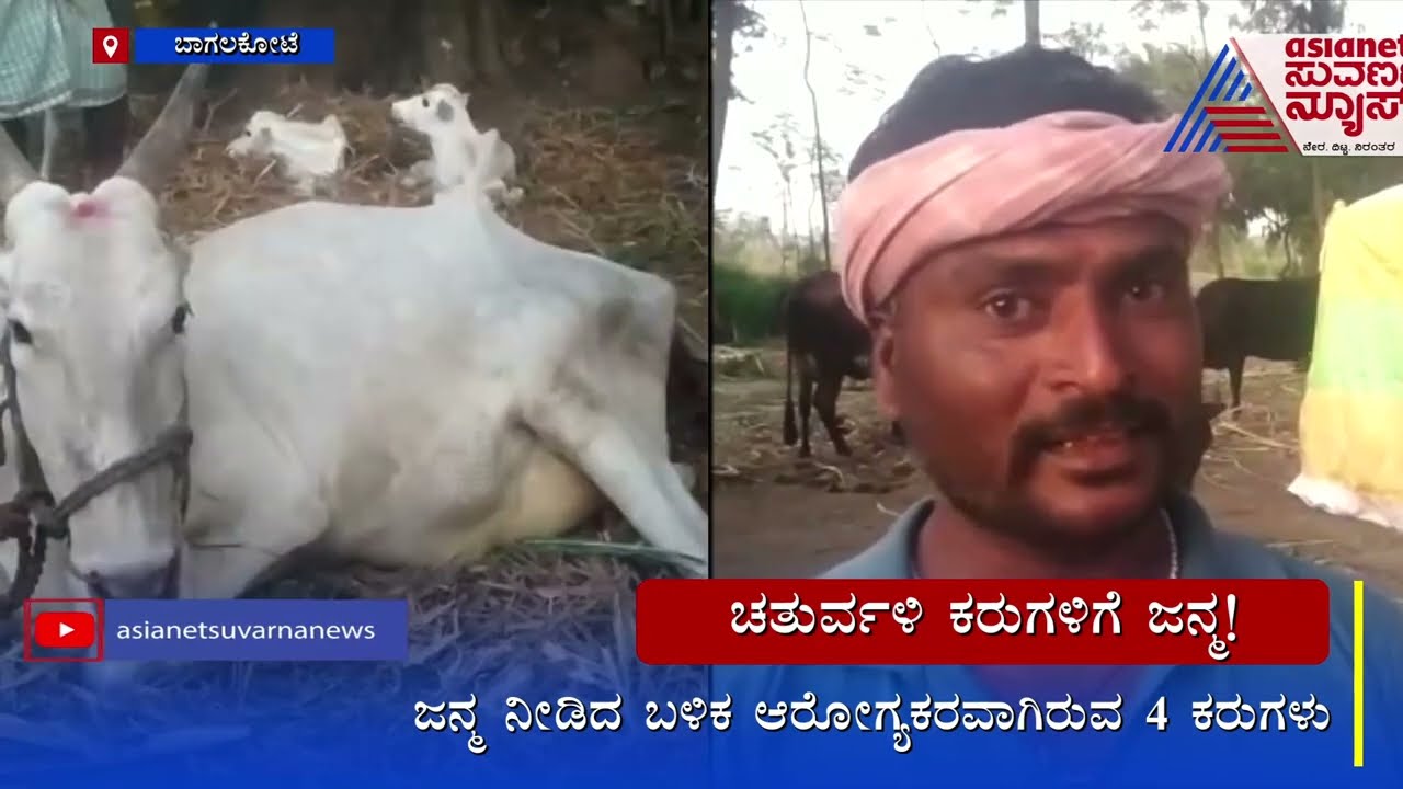 Cow Gives Birth To 4 Calves In Bagalkot; ಒಂದೇ ಬಾರಿಗೆ 4 ಕರುಗಳಿಗೆ ಜನ್ಮ ನೀಡಿದ ಆಕಳು !