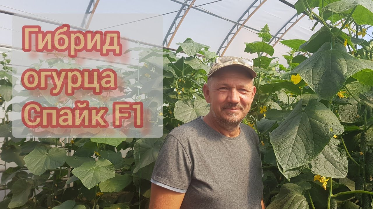 Спайк F1 Краткий обзор по уходу и питанию